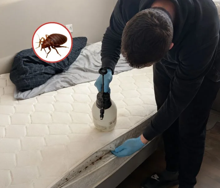 Technicien traitant un matelas contre les punaises de lit à Mérobert